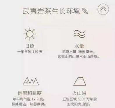 武夷岩茶