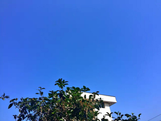 茶庄园