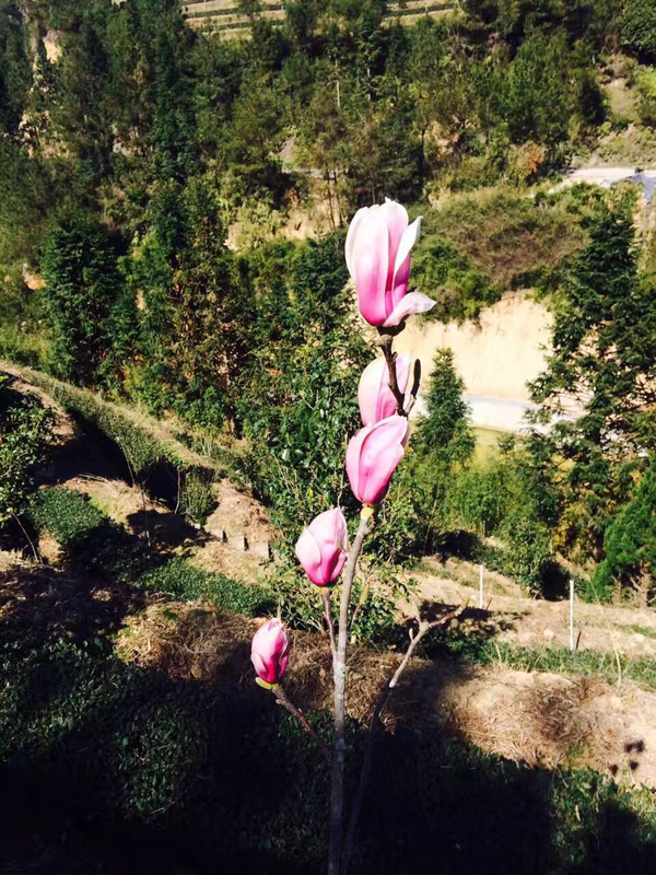 茶庄园的玉兰花