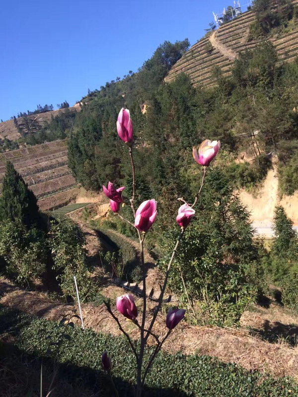 茶庄园玉兰花