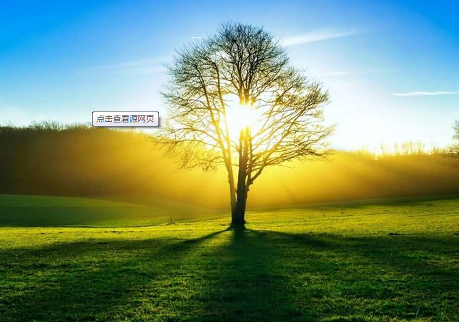 茶树的“四喜四怕”