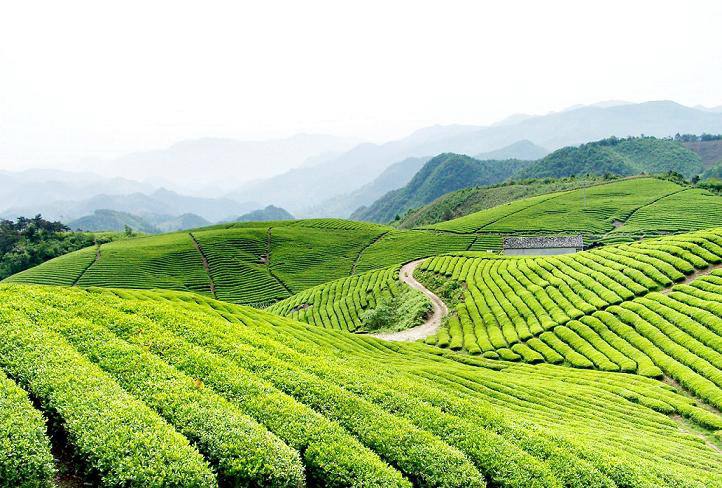 中国的四大茶区