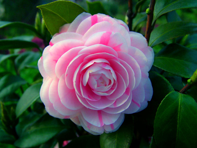 茶花鉴赏（一）