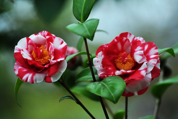 茶花鉴赏（一）
