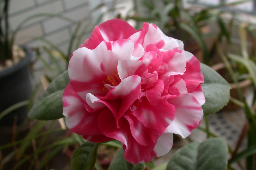 茶花鉴赏（一）