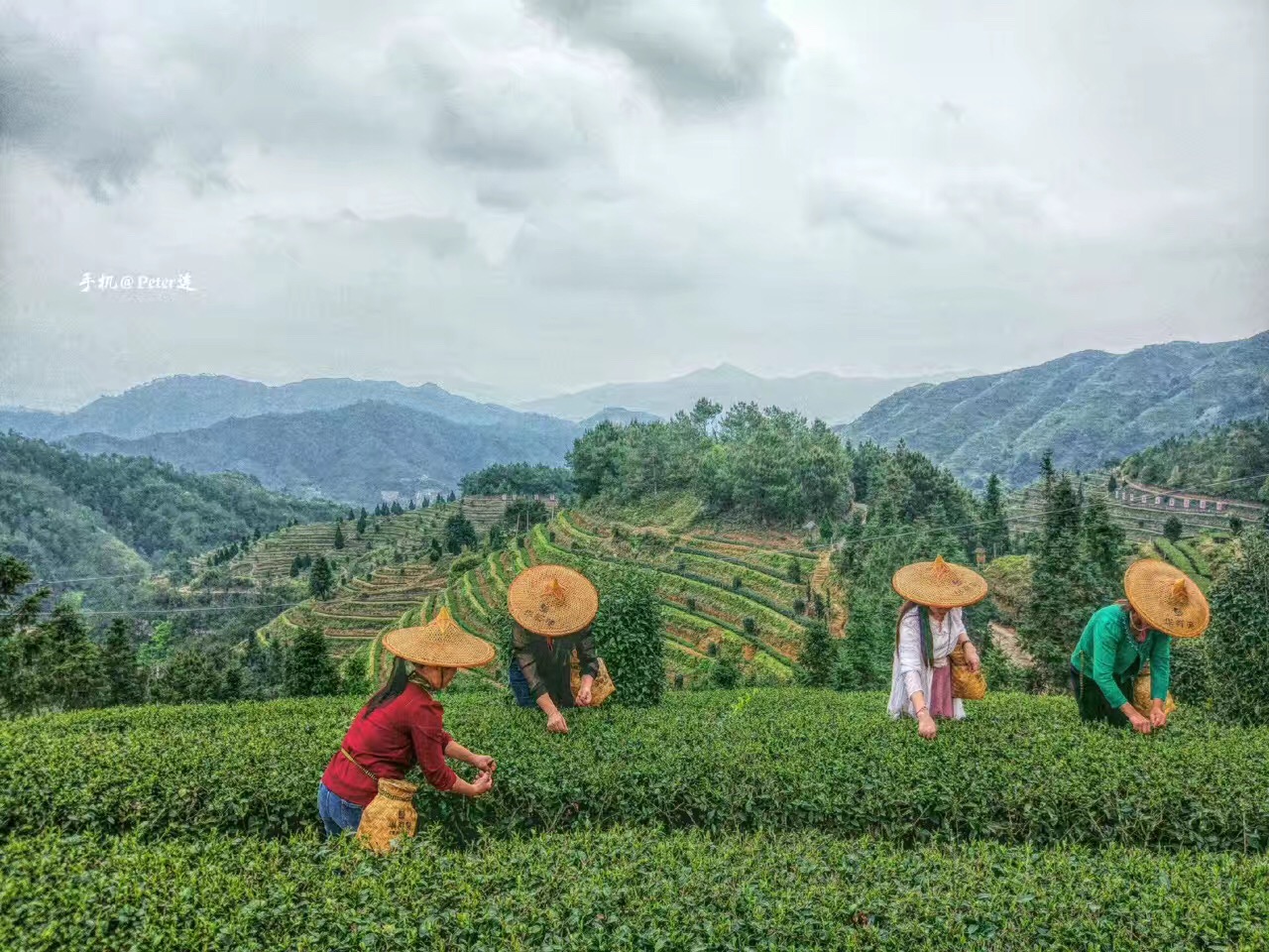 采茶歌的鉴赏（一）