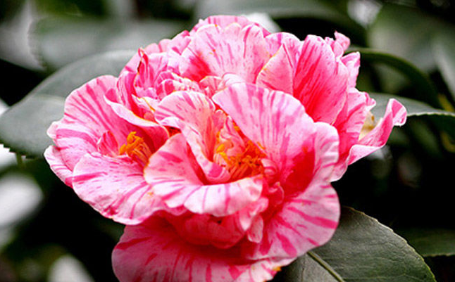 茶花鉴赏（二）