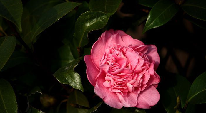 茶花鉴赏（二）