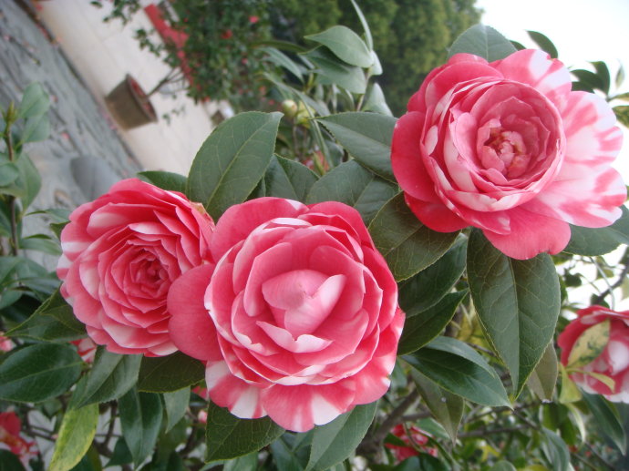 茶花鉴赏（二）
