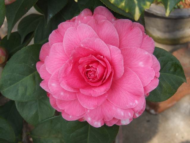 茶花鉴赏（二）