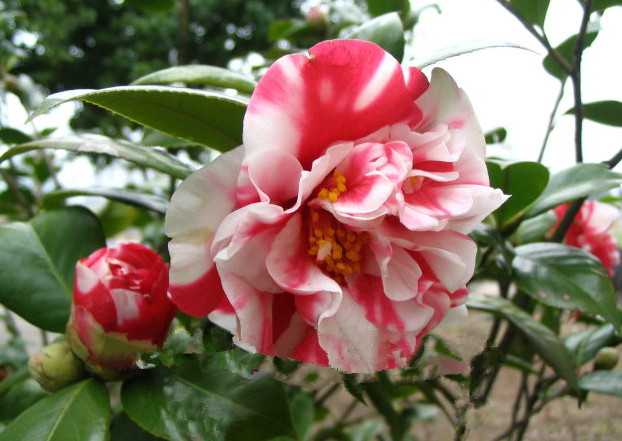 茶花鉴赏（二）
