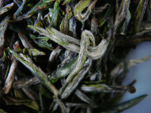 什么是阳羡茶