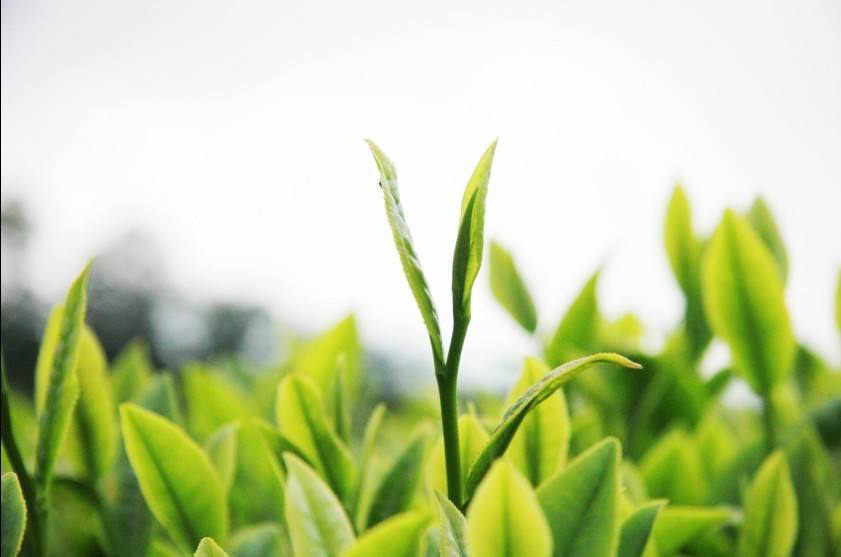 什么是东白春芽