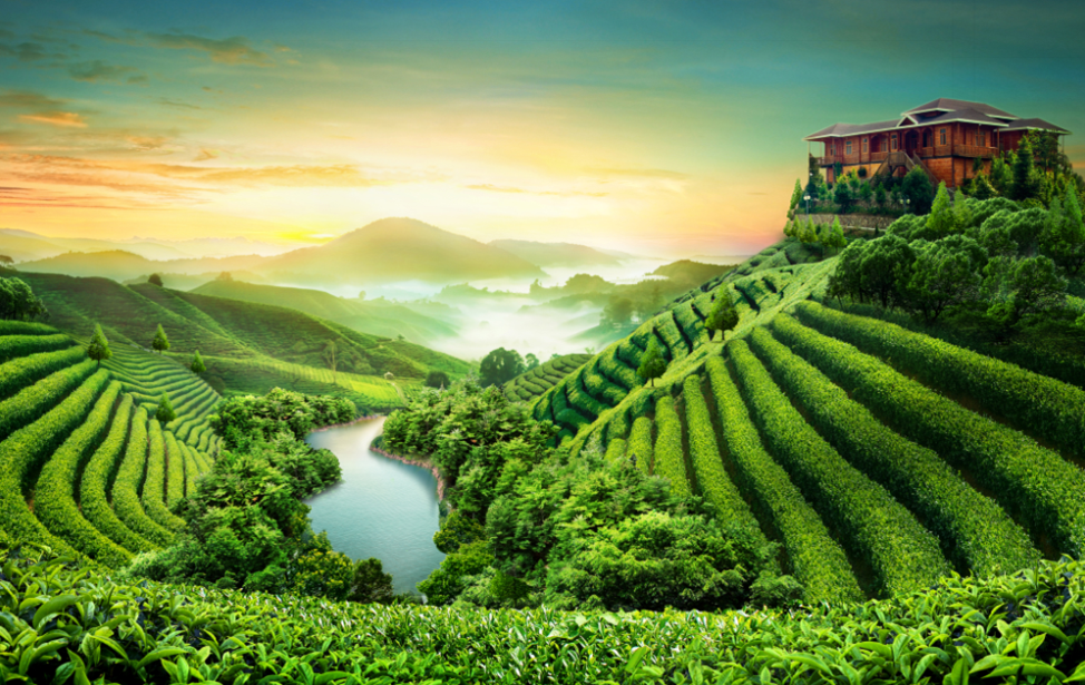 有一个茶庄园，你值得知道
