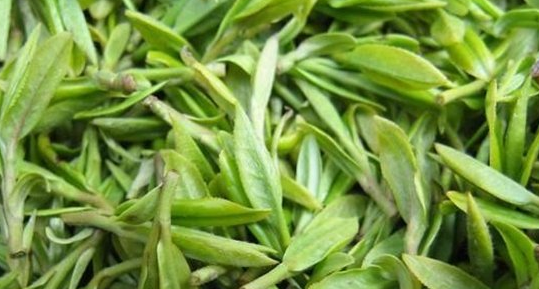 什么是太白顶芽