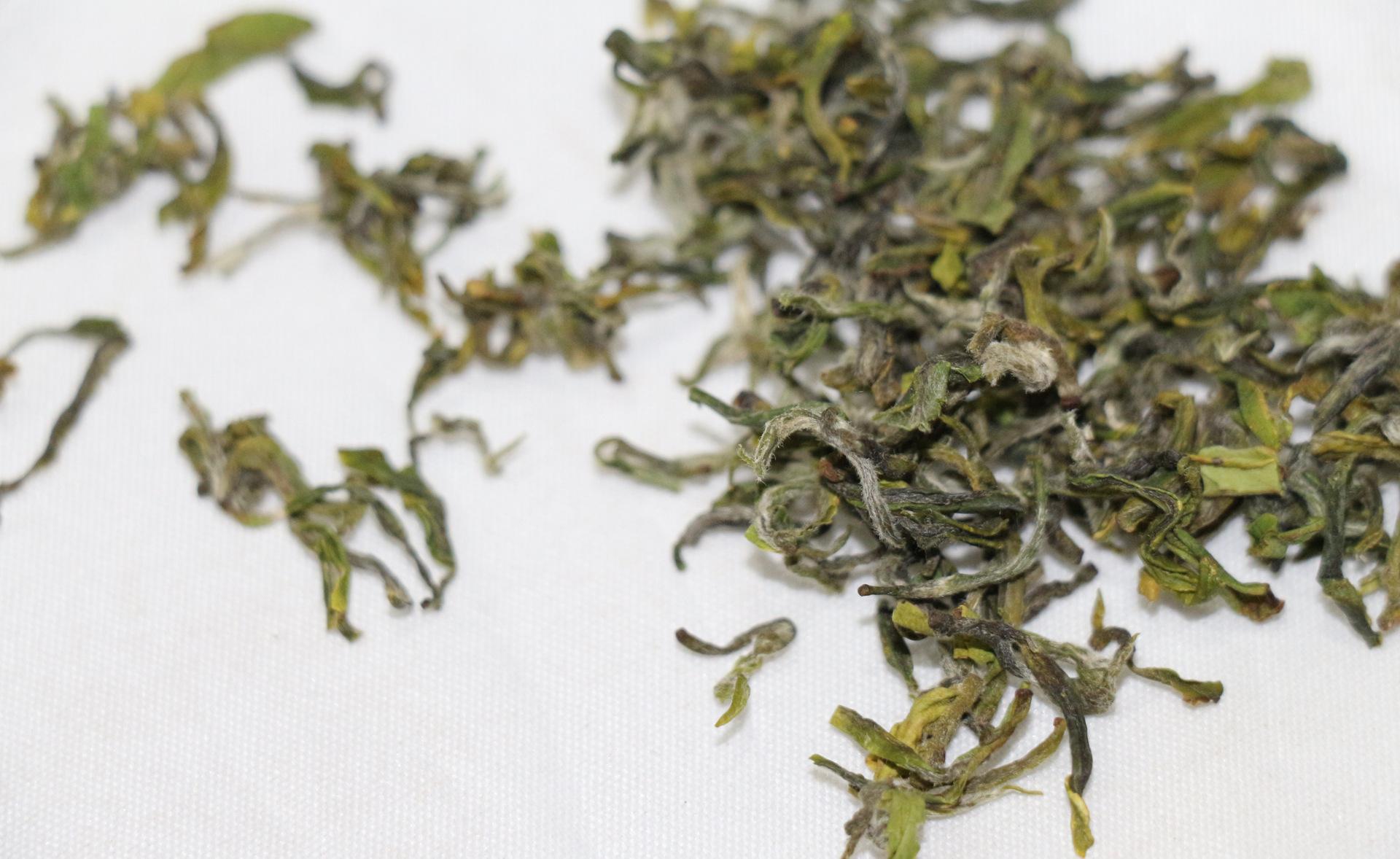 怎么储存日照绿茶
