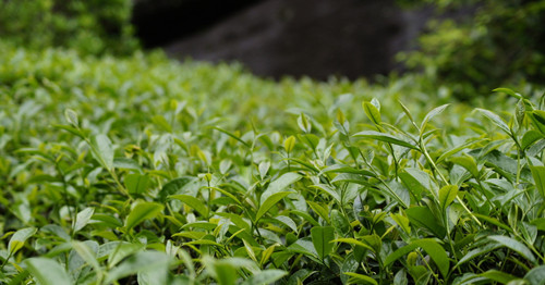 五盖山米茶的制作工艺