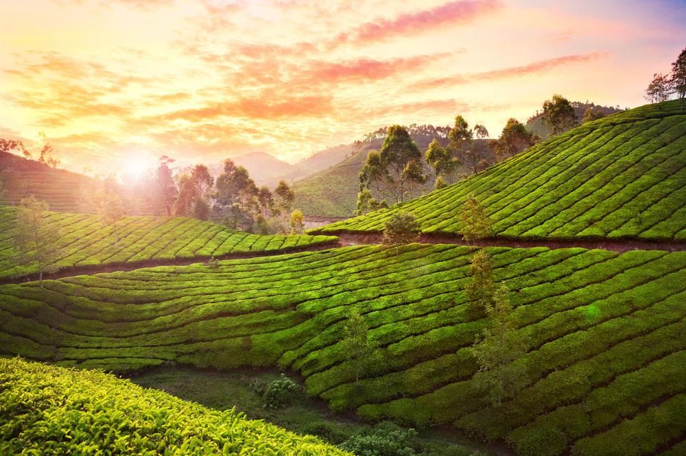 四个茶庄园，只为一个目的