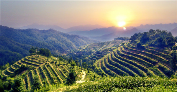 有机茶庄园是怎么炼成的