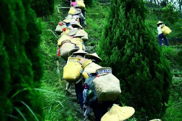 健康绿色的茶庄园