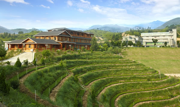如何建造一座茶庄园