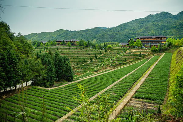 茶文化旅游哪家强？