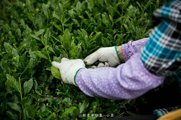 你以为我们只有一个茶庄园吗？