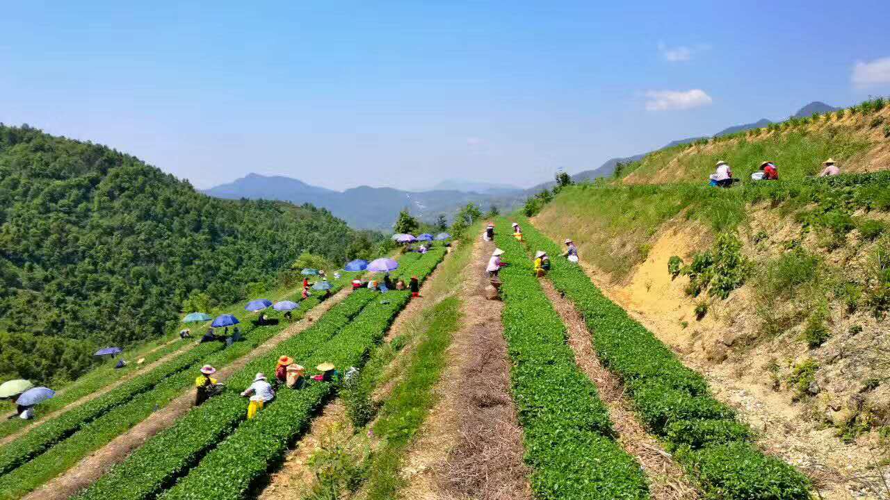 庄园茶的采摘标准