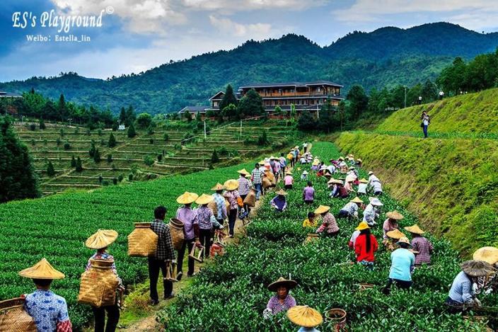 华祥苑的岩茶庄园