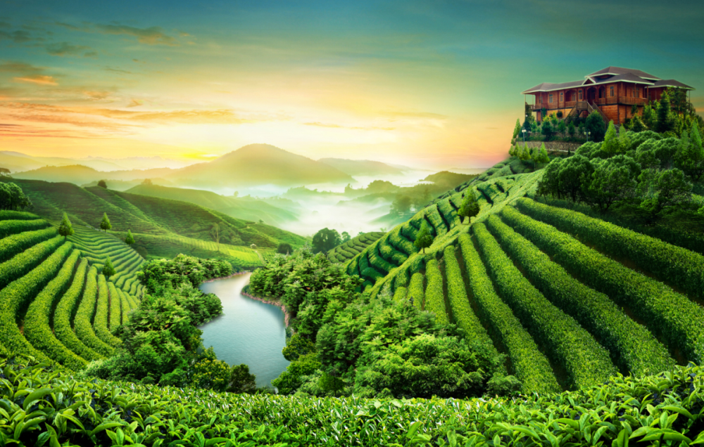 华祥苑茶庄园