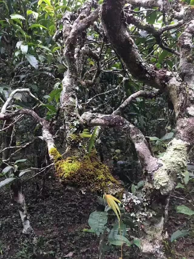 华祥苑百年藏仓的古茶树