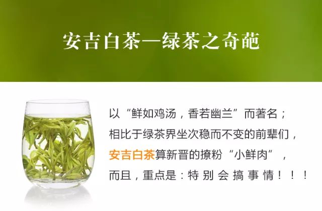 安吉白茶