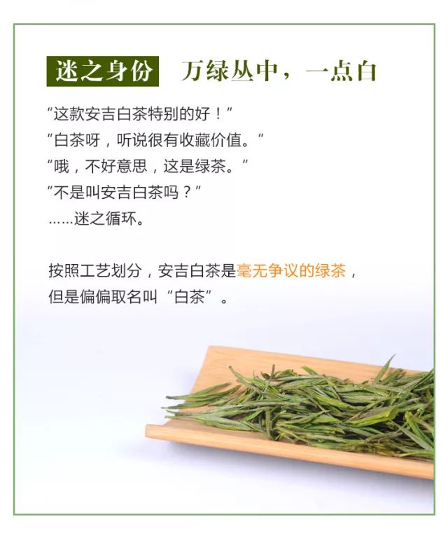 安吉白茶