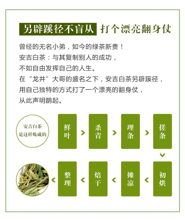 安吉白茶