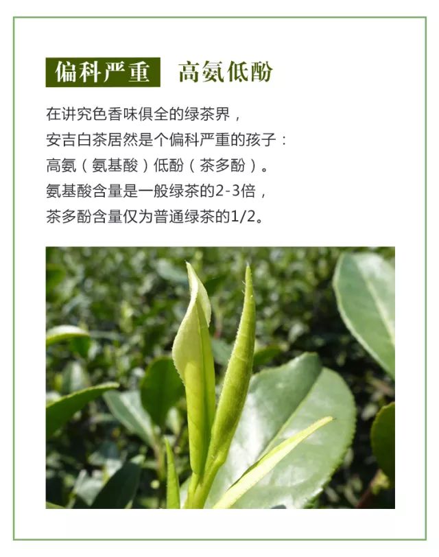 安吉白茶