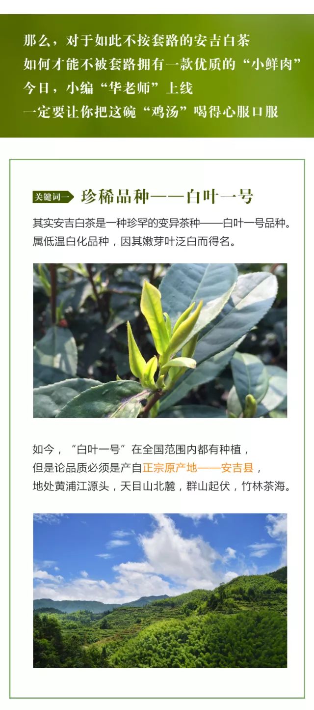 安吉白茶