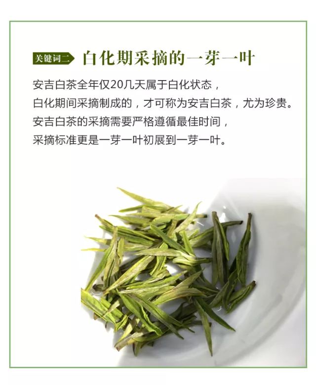安吉白茶