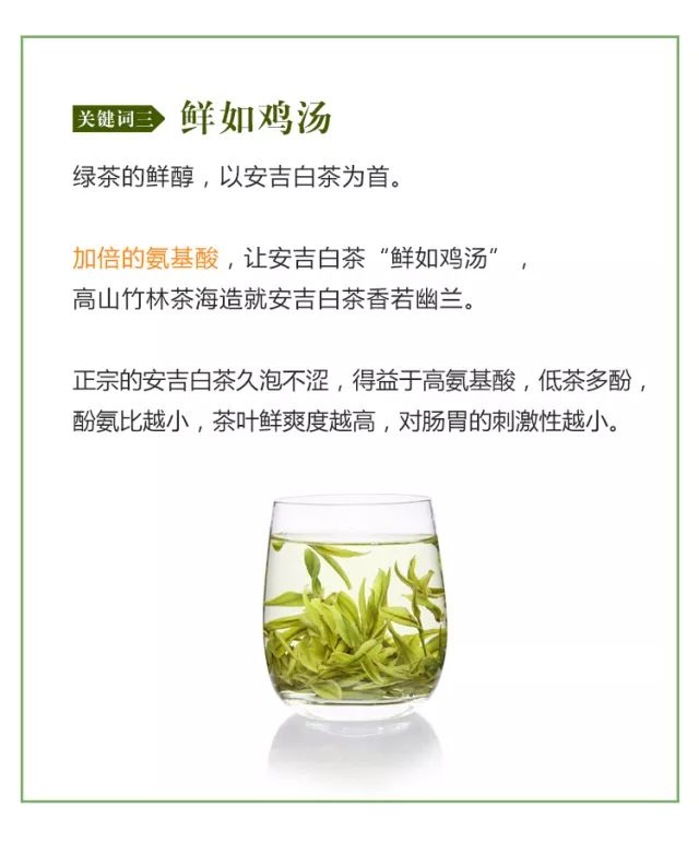 安吉白茶