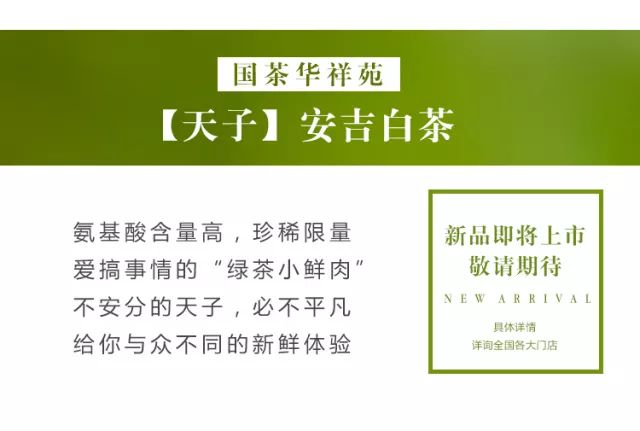 安吉白茶