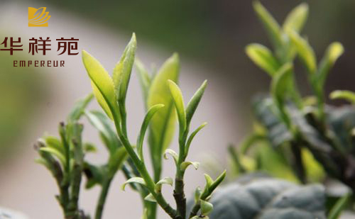 水仙茶
