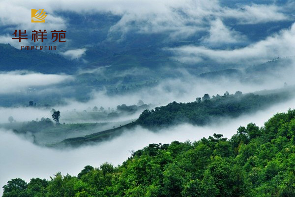 茶叶的产地