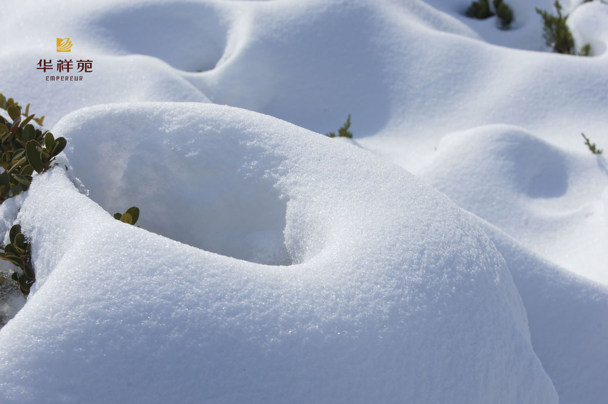 融雪煎香茗