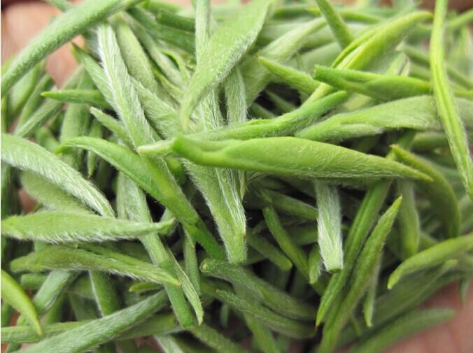 信阳毛尖茶叶