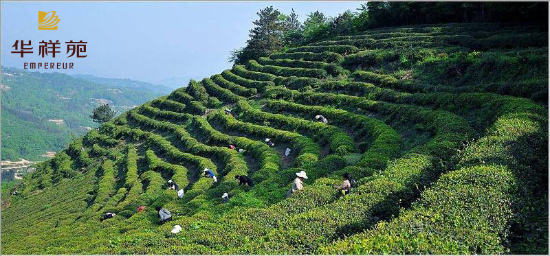 信阳毛尖茶叶