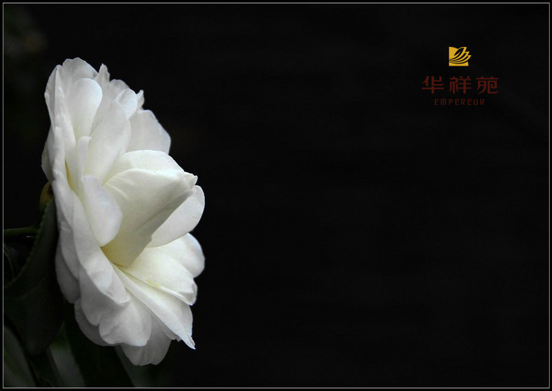 白茶花