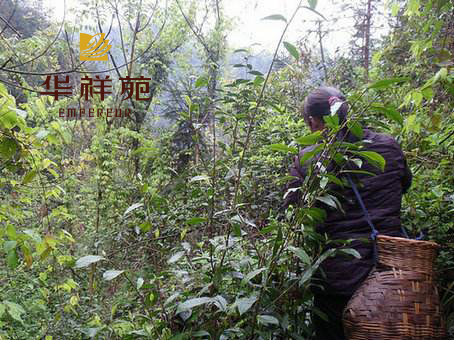 野生炒茶