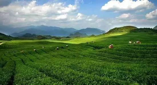 中国茶叶产地.jpg