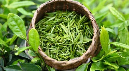 绿茶冲泡前的形状