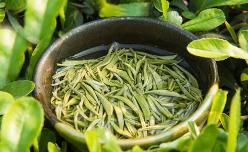 碧螺春好喝吗