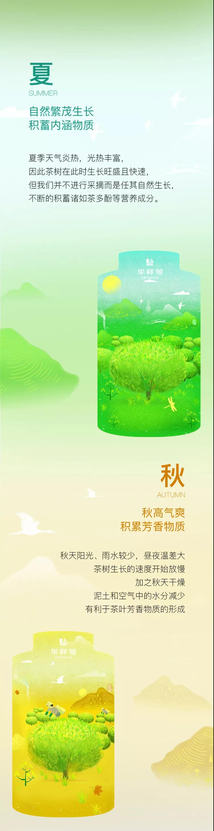 一杯好龙井，从鲜到有内涵都经历了什么？
